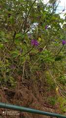 Stachytarpheta cayennensis