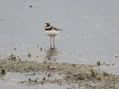Charadrius hiaticula