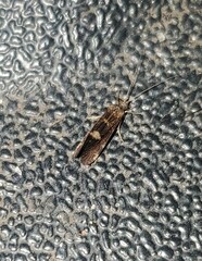 Polycentropodidae