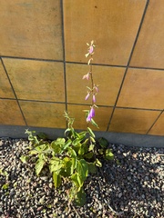 Campanula rapunculoides
