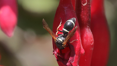 Hypodynerus tuberculiventris