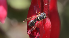 Hypodynerus tuberculiventris