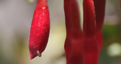 Hypodynerus tuberculiventris