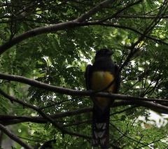 Trogon melanocephalus