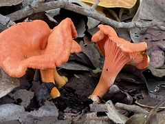 Cantharellus coccolobae