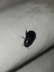 Dyscinetus morator