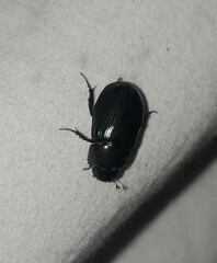 Dyscinetus morator