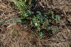 Geranium potentilloides