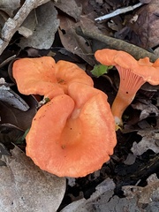 Cantharellus coccolobae