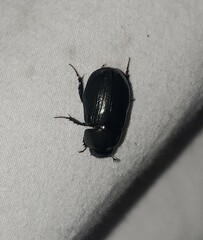 Dyscinetus morator