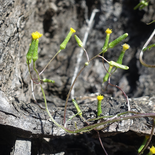 Image of thistle-leaf groundsel by (c) yatesy, some rights reserved (CC BY)