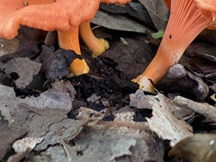 Cantharellus coccolobae