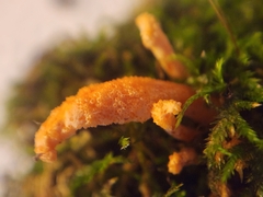 Ophiocordyceps variabilis