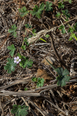Geranium potentilloides