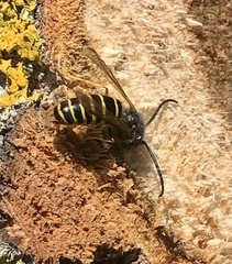 Dolichovespula norvegicoides