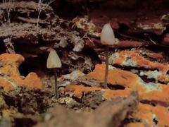 Mycena filopes