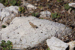 Chorthippus sangiorgii
