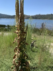 Verbascum
