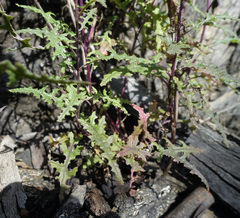 Senecio runcinifolius