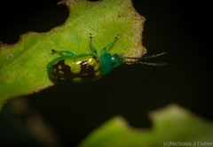 Chalcolampra marmorata