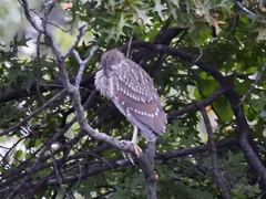 Nycticorax nycticorax