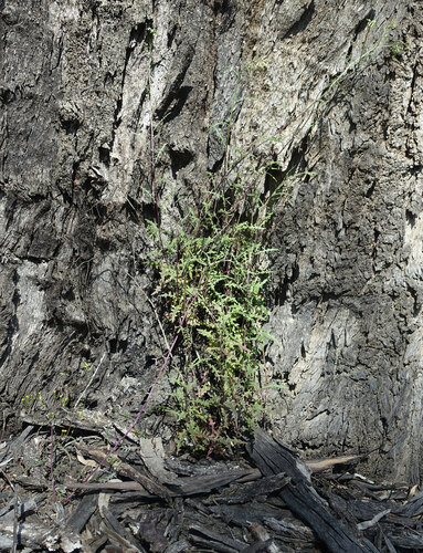 Image of thistle-leaf groundsel by (c) yatesy, some rights reserved (CC BY)