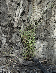 Senecio runcinifolius