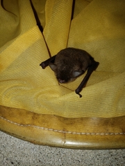 Myotis austroriparius