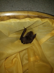 Myotis austroriparius