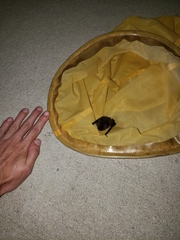 Myotis austroriparius