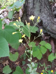 Hieracium umbellatum umbellatum