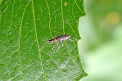 Cosmopterix pulchrimella