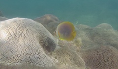 Chaetodon aureofasciatus