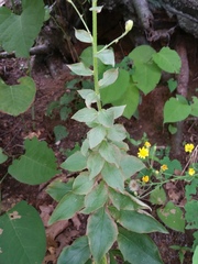 Hieracium umbellatum umbellatum