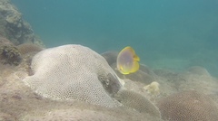 Chaetodon aureofasciatus