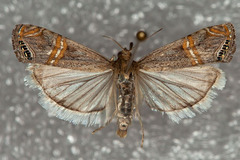 Euchromius ocellea
