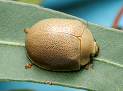 Paropsisterna crocata
