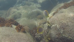 Chaetodon aureofasciatus