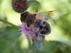 Eristalis tenax