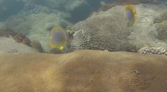 Chaetodon aureofasciatus