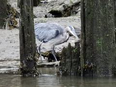 Ardea herodias