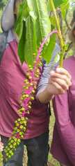 Phytolacca rivinoides