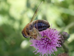 Eristalis tenax