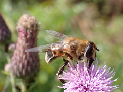 Eristalis tenax