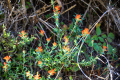 Castilleja affinis affinis