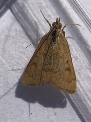 Pyraustinae