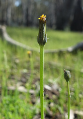 Hypochaeris glabra