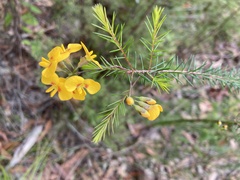 Dillwynia retorta