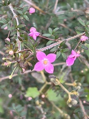 Boronia gracilipes