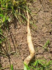 Raphanus sativus longipinnatus